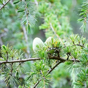 ヒマラヤスギの仲間とは｜育て方がわかる植物図鑑｜みんなの趣味の園芸
