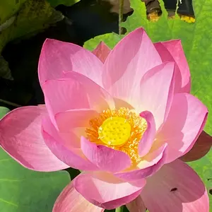 ハスの育て方・栽培方法｜植物図鑑｜みんなの趣味の園芸（NHK出版）