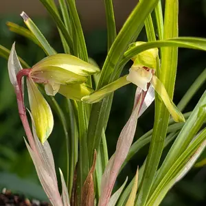 シュンランとは｜育て方がわかる植物図鑑｜みんなの趣味の園芸（NHK出版）