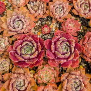 センペルビウム（センペルビブム）とは｜育て方がわかる植物図鑑
