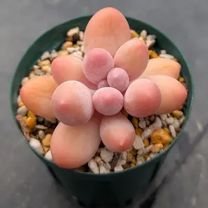 パキフィツムの種類（原種、品種）｜植物図鑑｜みんなの趣味の園芸