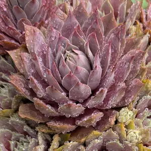 センペルビウム（センペルビブム）とは｜育て方がわかる植物図鑑