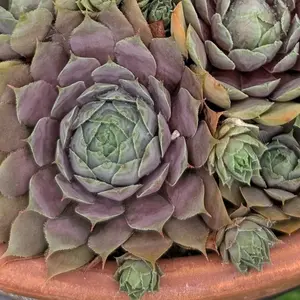 センペルビウム（センペルビブム）の写真｜植物図鑑｜みんなの趣味の園芸
