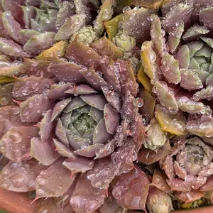 センペルビウム（センペルビブム）とは｜育て方がわかる植物図鑑