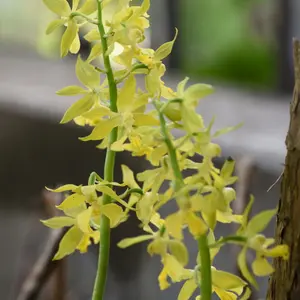 エビネ（春咲き）とは｜育て方がわかる植物図鑑｜みんなの趣味の園芸