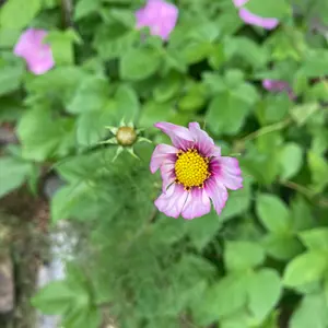 変化朝顔（アサガオ）の写真｜植物図鑑｜みんなの趣味の園芸
