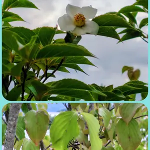 ヒメシャラの種類（原種、品種）｜植物図鑑｜みんなの趣味の園芸（NHK