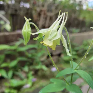 ミヤマオダマキの種類（原種、品種）｜植物図鑑｜みんなの趣味の園芸