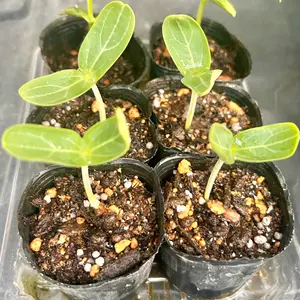 ヒョウタンの育て方・栽培方法｜植物図鑑｜みんなの趣味の園芸（NHK出版）
