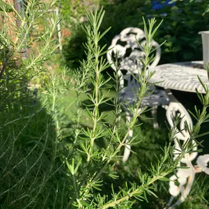 ローズマリーの種類（原種、品種）｜植物図鑑｜みんなの趣味の園芸