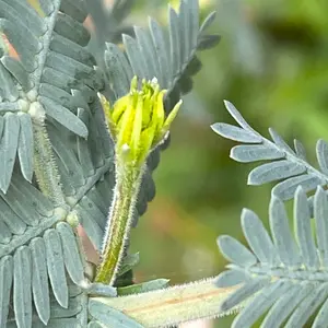 ギンヨウアカシアとは｜育て方がわかる植物図鑑｜みんなの趣味の園芸