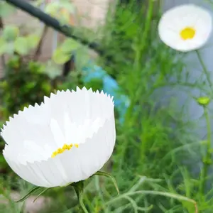 コスモスとは｜育て方がわかる植物図鑑｜みんなの趣味の園芸（NHK出版）