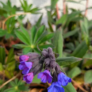 プルモナリアとは｜育て方がわかる植物図鑑｜みんなの趣味の園芸（NHK