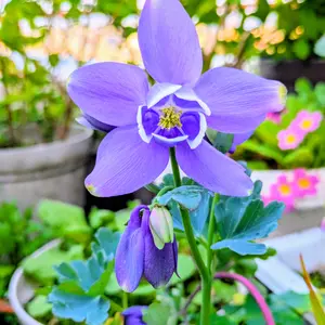 ミヤマオダマキとは｜育て方がわかる植物図鑑｜みんなの趣味の園芸