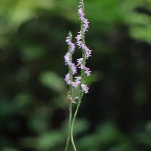 ネジバナとは｜育て方がわかる植物図鑑｜みんなの趣味の園芸（NHK出版）