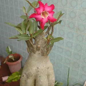 アデニウムとは｜育て方がわかる植物図鑑｜みんなの趣味の園芸（NHK出版）