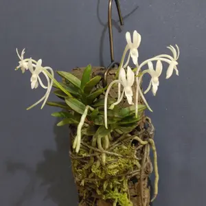 フウランの種類（原種、品種）｜植物図鑑｜みんなの趣味の園芸（NHK出版）