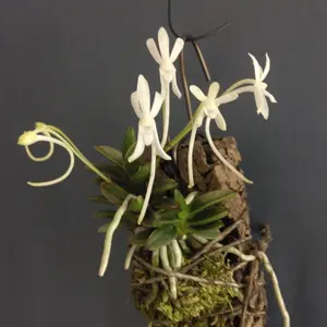 フウランの写真｜植物図鑑｜みんなの趣味の園芸
