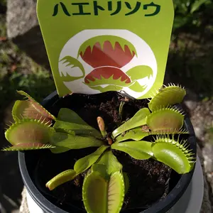 ハエトリグサの写真｜植物図鑑｜みんなの趣味の園芸