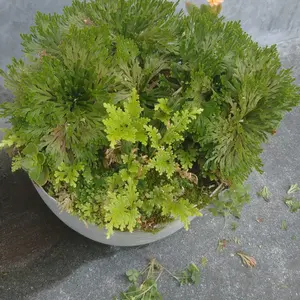 イワヒバの写真｜植物図鑑｜みんなの趣味の園芸