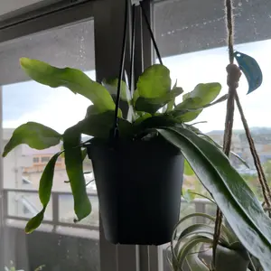 月下美人の写真｜植物図鑑｜みんなの趣味の園芸