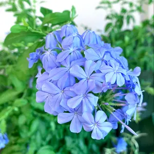 ルリマツリ（プルンバゴ）の写真｜植物図鑑｜みんなの趣味の園芸