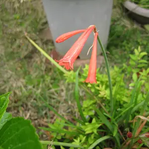 キルタンサスの種類（原種、品種）｜植物図鑑｜みんなの趣味の園芸