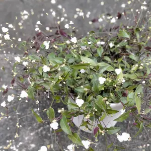 ブライダルベールとは｜育て方がわかる植物図鑑｜みんなの趣味の園芸