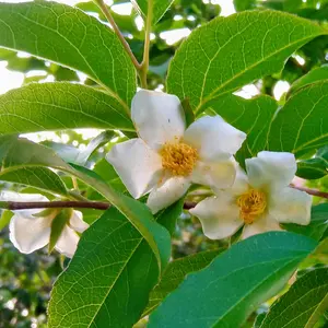 ヒメシャラの種類（原種、品種）｜植物図鑑｜みんなの趣味の園芸（NHK