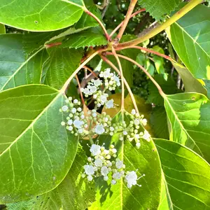 ハクサンボクの写真｜植物図鑑｜みんなの趣味の園芸