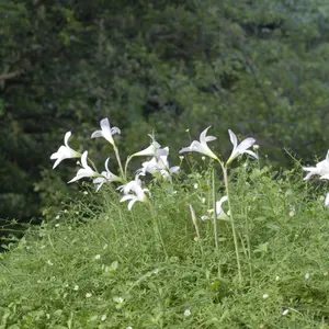 エリゲロンとは｜育て方がわかる植物図鑑｜みんなの趣味の園芸（NHK出版）