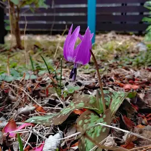 カタクリの写真｜植物図鑑｜みんなの趣味の園芸