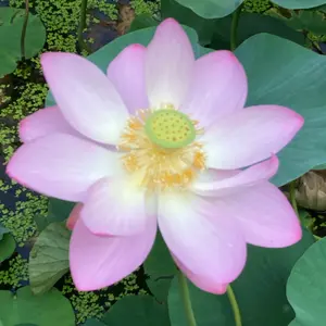 ハスの育て方・栽培方法｜植物図鑑｜みんなの趣味の園芸（NHK出版）
