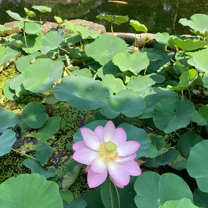 ハスの育て方・栽培方法｜植物図鑑｜みんなの趣味の園芸（NHK出版）