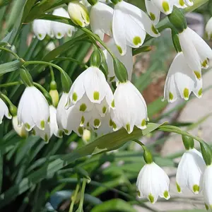 スノーフレークとは｜育て方がわかる植物図鑑｜みんなの趣味の園芸