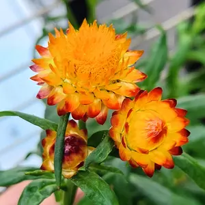 ヘリクリサム（ムギワラギク・帝王貝細工）の写真｜植物図鑑｜みんなの