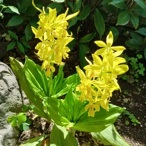 エビネ（春咲き）とは｜育て方がわかる植物図鑑｜みんなの趣味の園芸