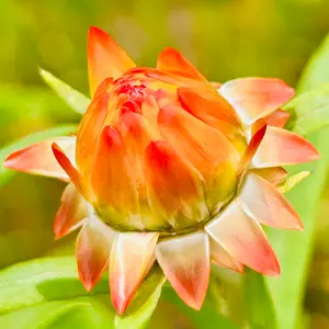 ヘリクリサム（ムギワラギク・帝王貝細工）とは｜育て方がわかる植物