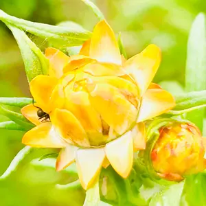 ヘリクリサム（ムギワラギク・帝王貝細工）とは｜育て方がわかる植物