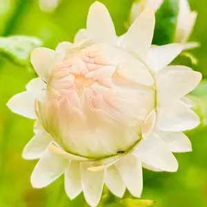 ヘリクリサム（ムギワラギク・帝王貝細工）とは｜育て方がわかる植物