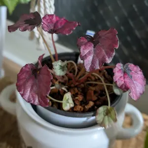 根茎性ベゴニアとは｜育て方がわかる植物図鑑｜みんなの趣味の園芸