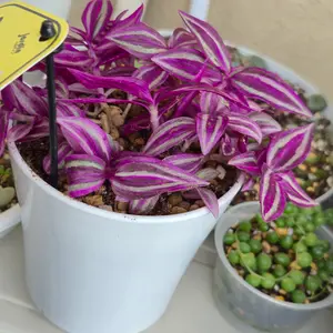 トラデスカンチアとは｜育て方がわかる植物図鑑｜みんなの趣味の園芸