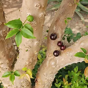 ジャボチカバの種類（原種、品種）｜植物図鑑｜みんなの趣味の園芸