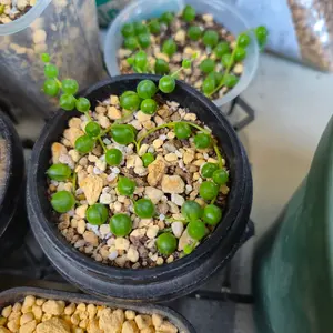 セネシオ（多肉植物）とは｜育て方がわかる植物図鑑｜みんなの趣味の