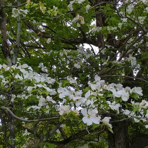 ハナミズキの種類（原種、品種）｜植物図鑑｜みんなの趣味の園芸（NHK