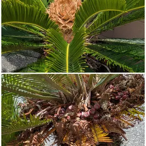 ソテツの種類（原種、品種）｜植物図鑑｜みんなの趣味の園芸（NHK出版）