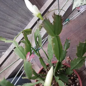 シャコバサボテンの種類（原種、品種）｜植物図鑑｜みんなの趣味の園芸