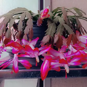 シャコバサボテンの種類（原種、品種）｜植物図鑑｜みんなの趣味の園芸