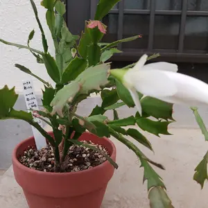 シャコバサボテンの種類（原種、品種）｜植物図鑑｜みんなの趣味の園芸