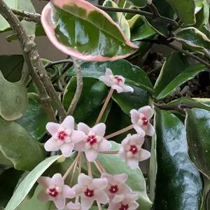 ホヤ（サクララン）とは｜育て方がわかる植物図鑑｜みんなの趣味の園芸